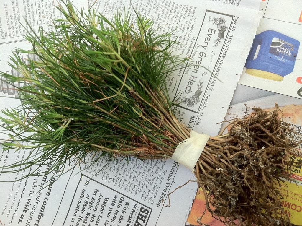 Evergreen Transplant Seedlings 6" to 8" Tall Qty-22