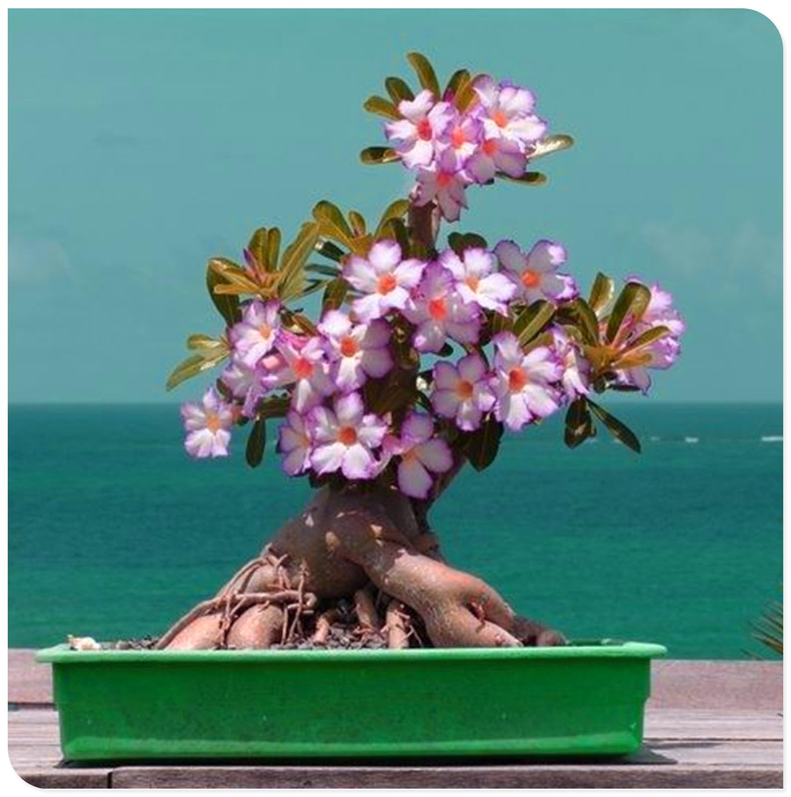 Sottile-Naturale-Rizoma di rosa del deserto -Robusta-Rosa del Deserto Rara-Compatta-Elegante-5 Bulbi-H