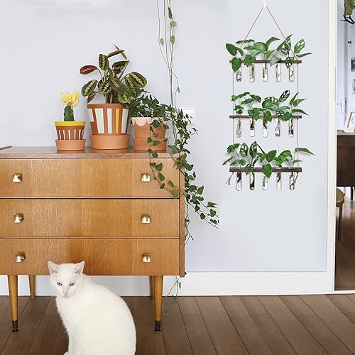 Vista 3 de XXXFLOWER Estación de propagación para colgar en la pared con soporte de madera, 5 tubos de ensayo de vidrio, 3 macetas escalonadas, terrario