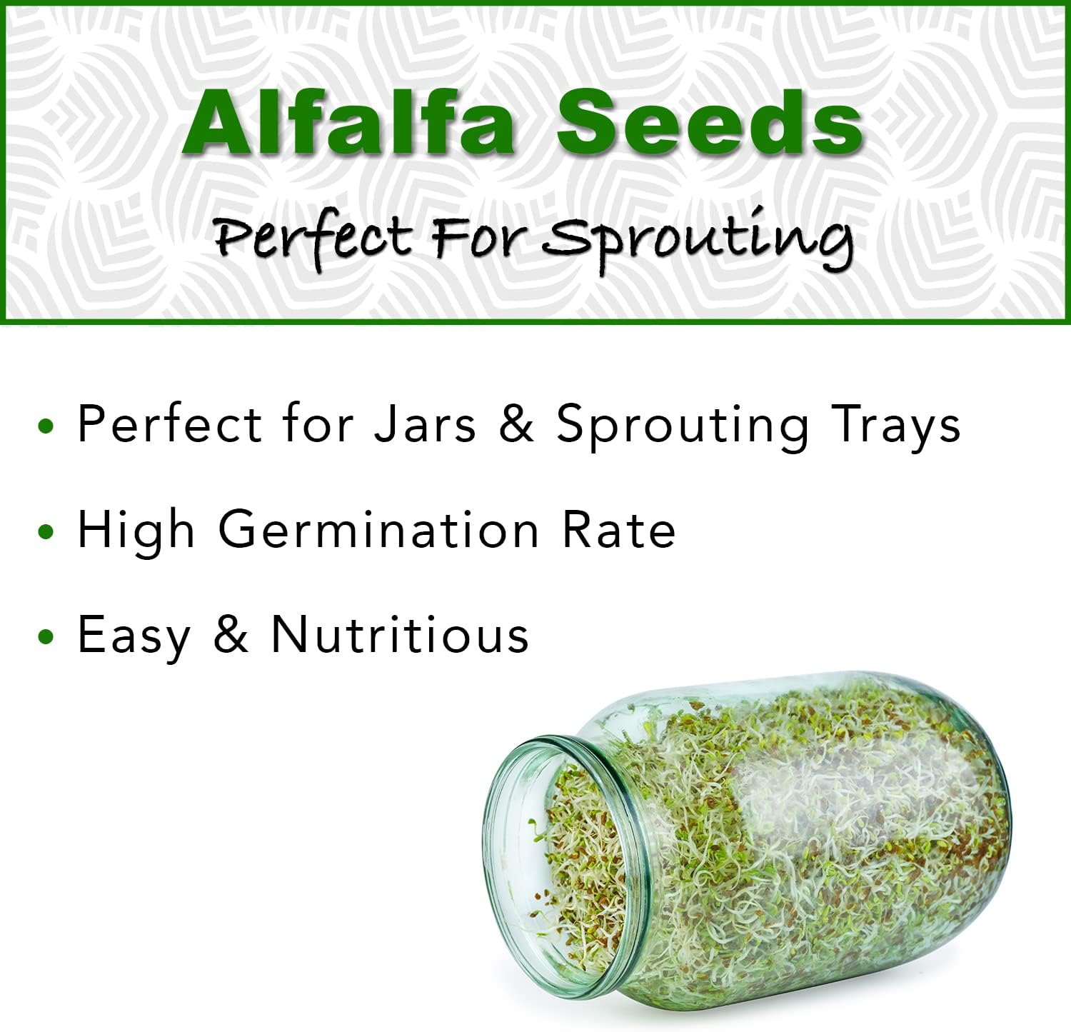 USDA Organic Alfalfa Sprouting Seeds | 1 Pound | Perfect for Sprouting & Microgreens, Premium Alfalfa Sprout Seeds, Non-GMO - Image 3