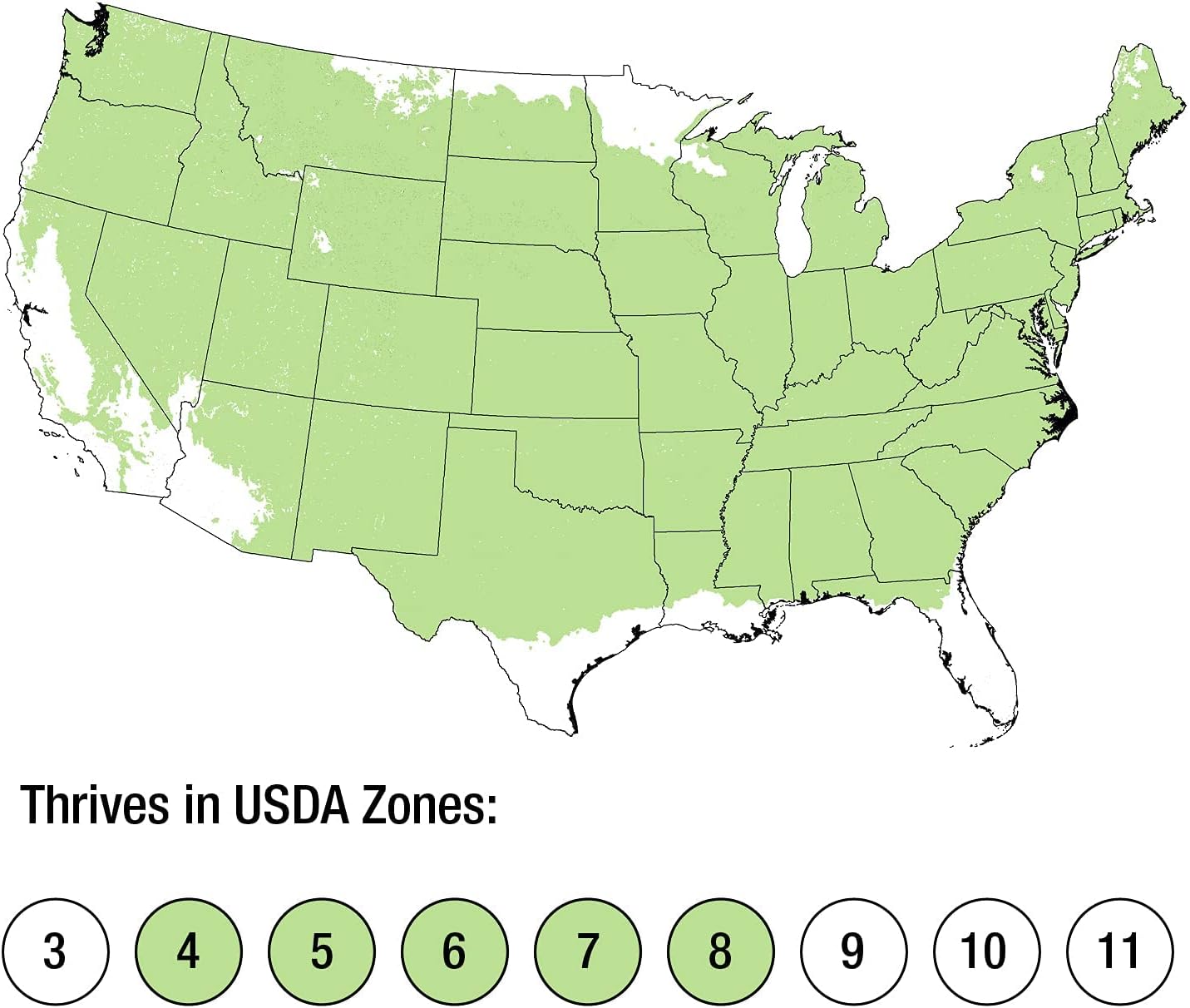 Mountain Snow Pieris (2 Gallon) Blooming Evergreen Shrub with White Flowers - Part Shade to Shade Live Outdoor Plant