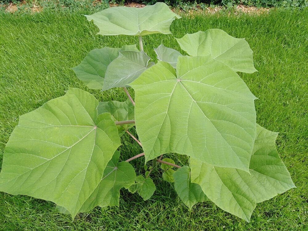 Paulownia Pao Tong Z07 Oxytree Paulownia Tomentosa x Fortunei x Kawakami 10 Fresh Seeds.