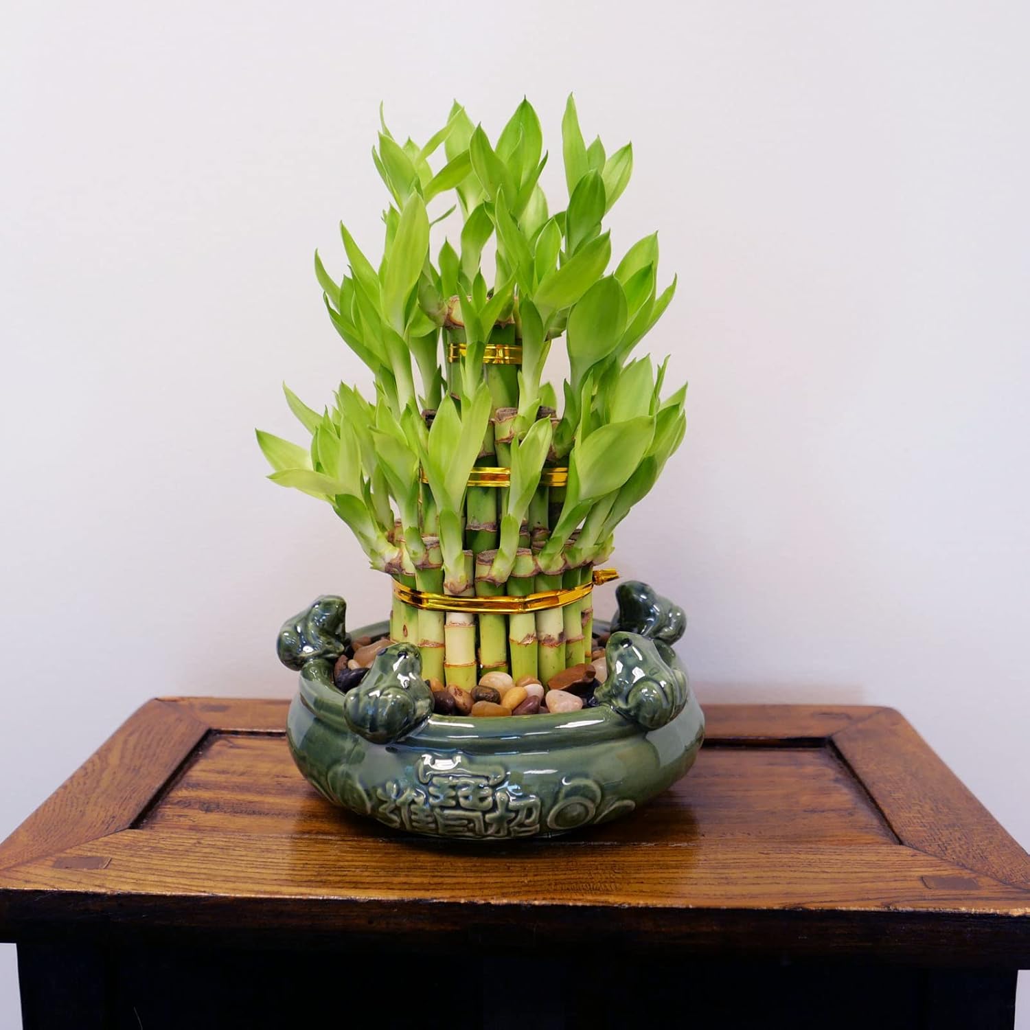 Athena’s Garden Lucky Bamboo Indoor Live Plant 3 Tier Tower Fresh Plant in Ceramic Planter (Frog)