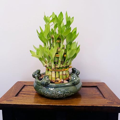 Miniatura 3 de Lucky Bamboo - Planta viva de interior de 3 niveles, planta fresca en maceta de cerámica (rana)