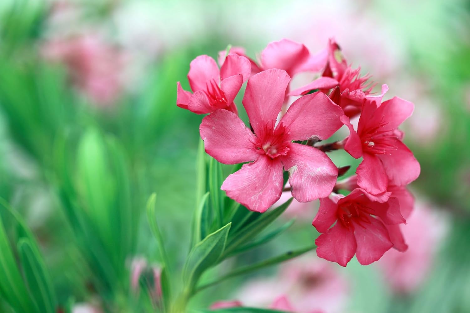 Creative Farmer Easy Flower Seeds To Grow Nerium Oleander Seeds Mixed