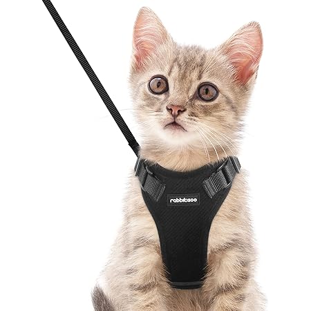 cat leashes petsmart