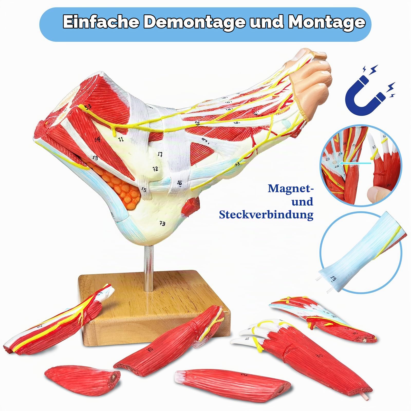 Natürliches anatomisches Modell des großen Fußes 9-Teile mit digitalen Zeichen 81 und entsprechenden Textbeschreibungen, Iclding Knochen, Muskeln,Bändern, Nerven und Blutgefäßen des menschlichen Fußes