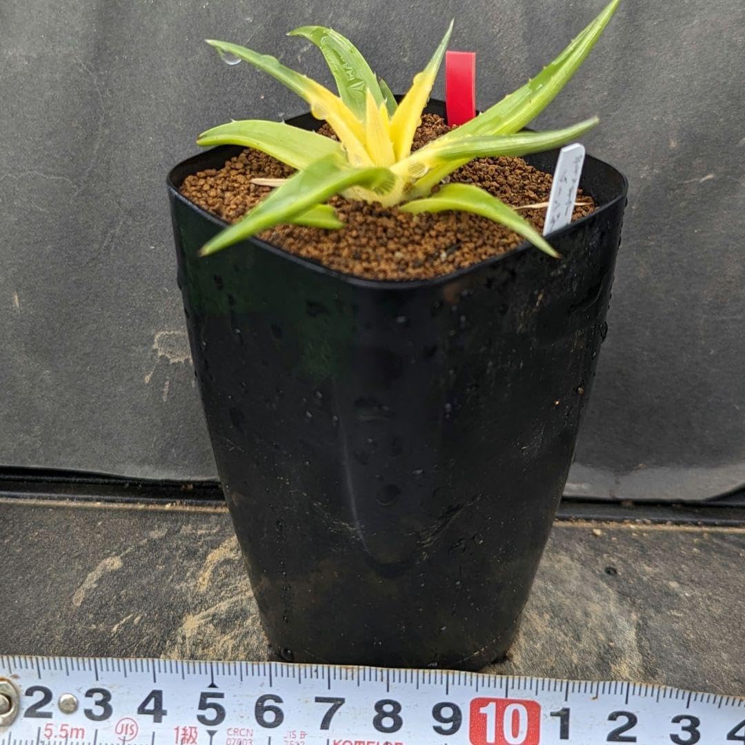 Amazon.co.jp: レア多肉植物シリーズディッキアブレビフォリア ムーン