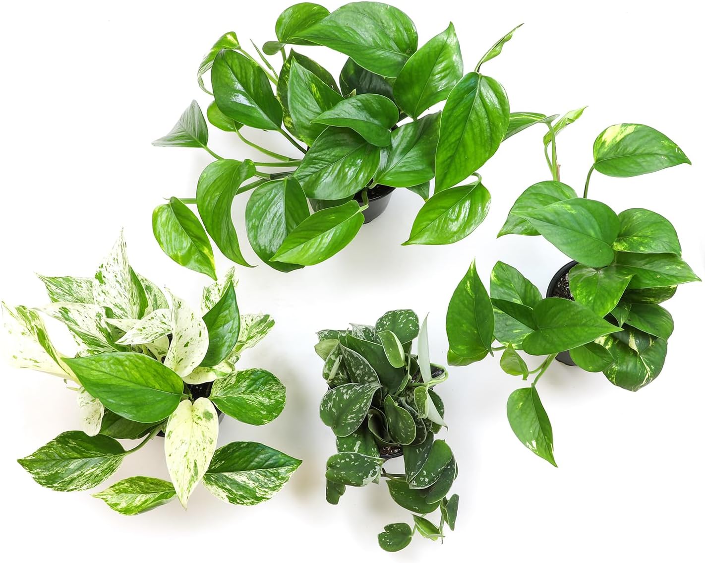 Altman Plants Live Pothos (4PK) Indoor Houseplants Mix Pack, Real Plant Box, Epipremnum Aureum, Devils Ivy Vine Houseplant Assortment