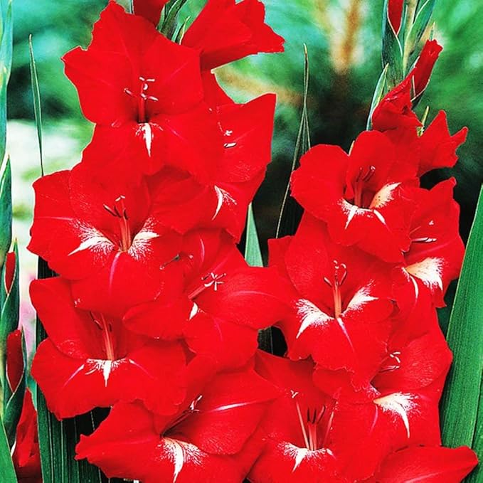 COOTO Garden 5x Blumenzwiebeln gladiolen Mehrjährige winterharte