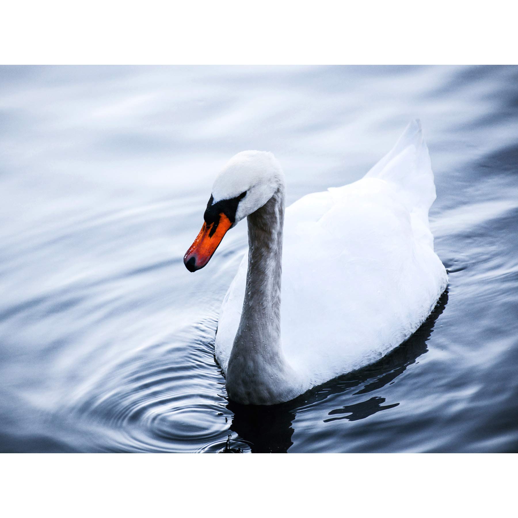 Artery8 Feifei Mute Swan Lake Bird Photo Large Wall Art Poster Print Thick Paper 18X24 Inch
