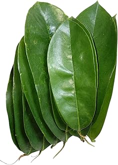Soursop Leaves/Mulseetha Leaves/Graviola Leaves (100 Leaves)