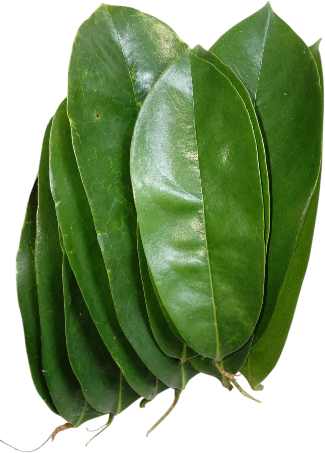 JA Products Soursop Leaves/Mulseetha Leaves/Graviola Leaves (50 Leaves)
