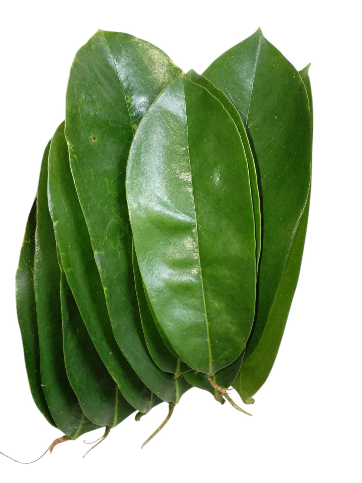JA Products Soursop Leaves/Mulseetha Leaves/Graviola Leaves (50 Leaves)