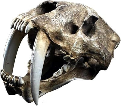 Smilodon Sabertooth Tiger Skull Model - 1:1 Life Size Animal Skull Head Model - Smilodon Sabertooth Tiger Replica - for Veterinary's Study Teaching,Decoration Art Collecti,