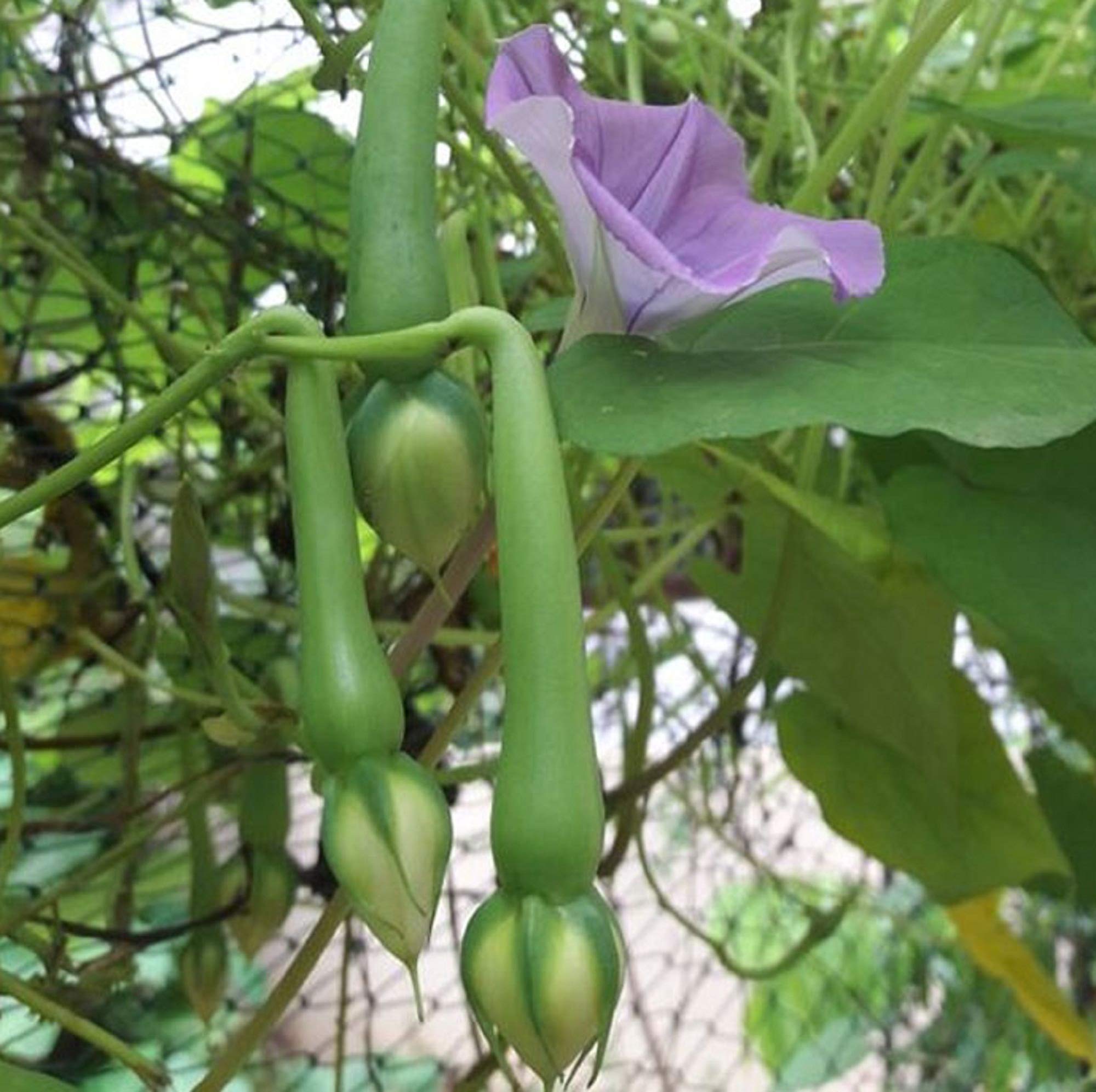 SS Naturals- Clove Beans, Ipomoea Muricata, Nithya Vazhuthana, Mookuthi avarai, Rarest vegitable Seed- 10 Seeds For Growing (B088FH78Z1) Amazon Price History, Amazon Price Tracker