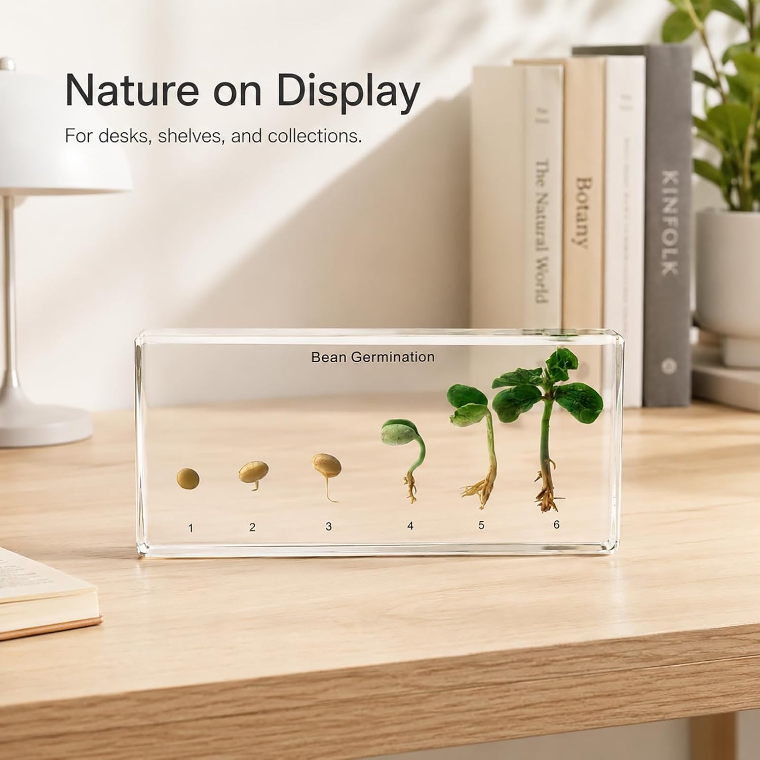 Bean's Lifecycle in Resin-Real Green Bean Plant Germination & Growth Specimen for Biology Science Education with Fun,Home Office Desk Display,Gift(6.46×3.07×0.79inch)