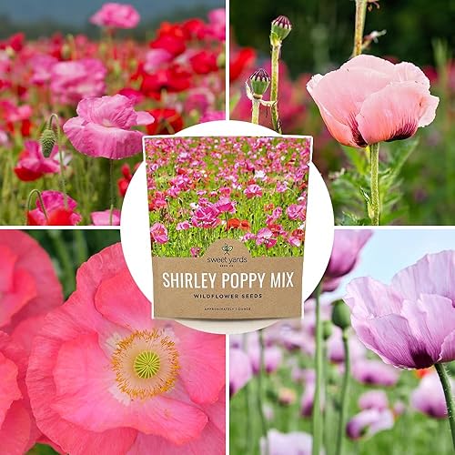 Miniatura 9 de Shirley - Semillas de amapola - Colores mezclados - Paquete extra grande - Más de 200,000 semillas de flores silvestres polinizadas abiertas sin OMG