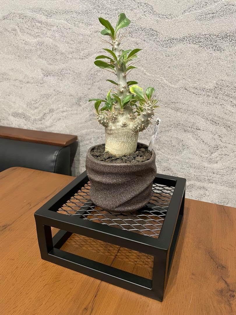 男前インテリア 植物育成棚 多肉植物 ラック 棚 耐水性あり 915 男前