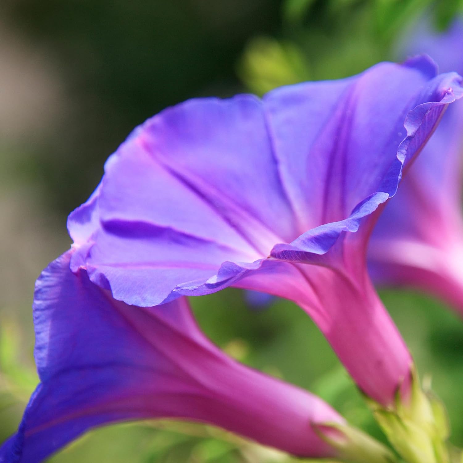 Rare Flower Morning Glory Mix Seeds, 50 Seeds, Heirloom Bonsai Big Petunia Beautiful Garden Flowers-Land Miracle