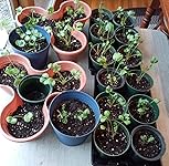 Review Image by Ed Ed