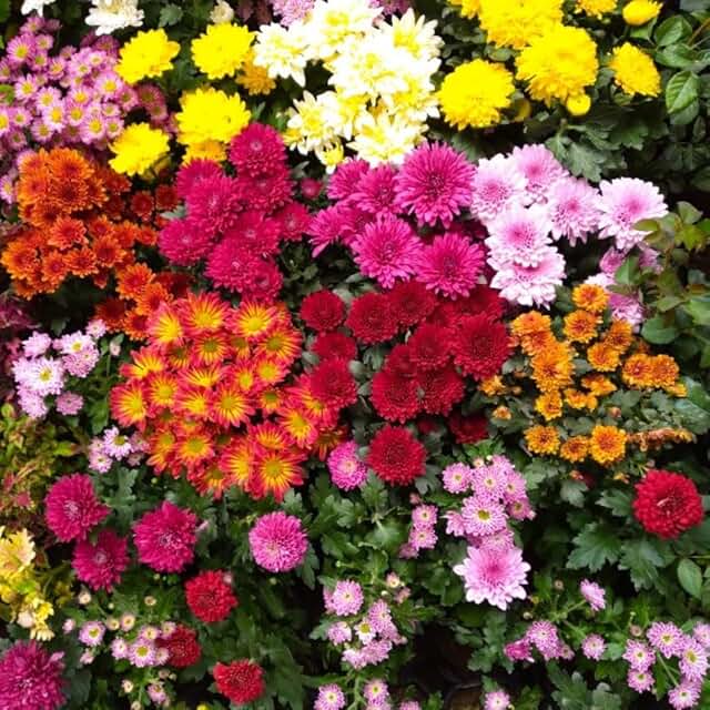 Pack 3 Mix Chrysanthemum Plants, Mums Plants Live, 3 to 6 Inch Tall Gard...