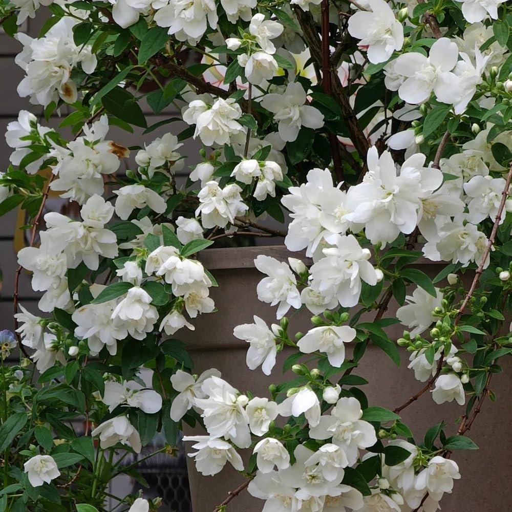 semillas de jazmín fragantes - decoraciones de jardín exteriores orgánicas jardín rocas raras interior resistentes interior exóticas 80pcs