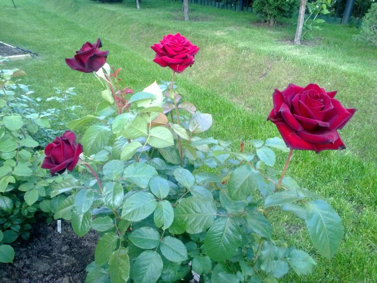 Lot De 2 Rosiers 'Noir Magic' à Racines Nues - Fleurs Rouge Foncé Presque Noires, Vivaces Et Rustiques - 3