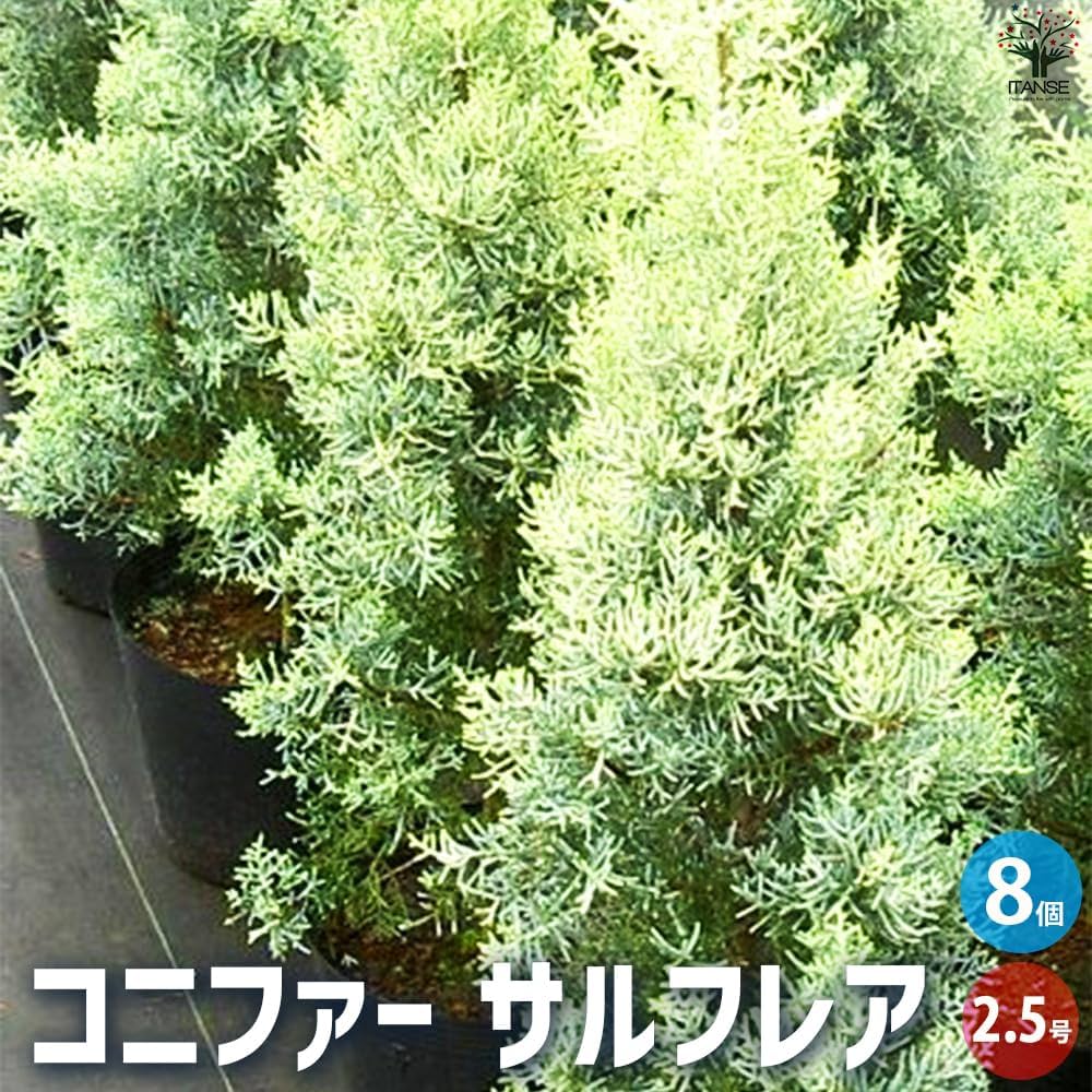 71IYEvqNFOL._AC_UF1000, 71IYEvqNFOL._AC_UF1000,