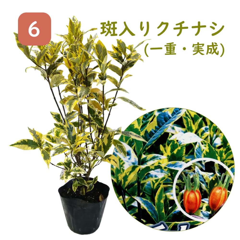 斑入りクチナシ苗木 Amazon.co.jp: クチナシ 苗 苗木【 選べる 】 【6．斑入りクチナシ