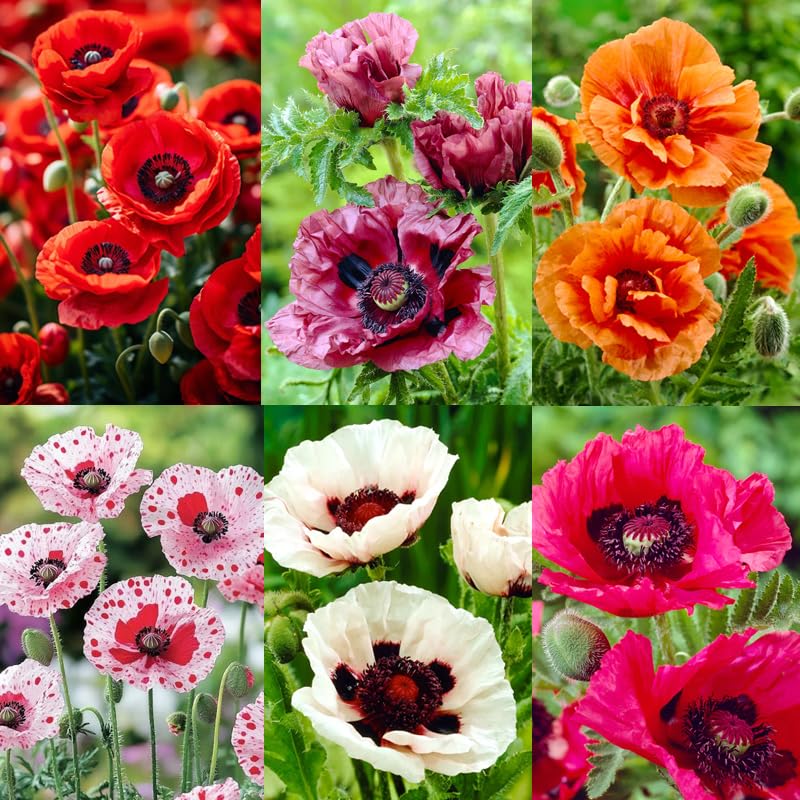 1000+ Perennial Mixed Poppy Flower Seeds for Planting Outdoors-Poppy Seeds Attracts Bees&Butterflies Fragrant Butterfly