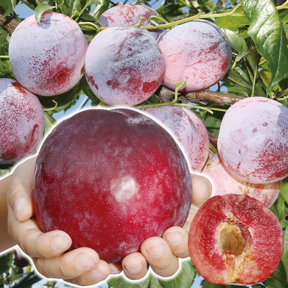 Amazon.co.jp: 果樹苗 スモモ ふかさわPVP 1株/ 国華園 25年秋商品