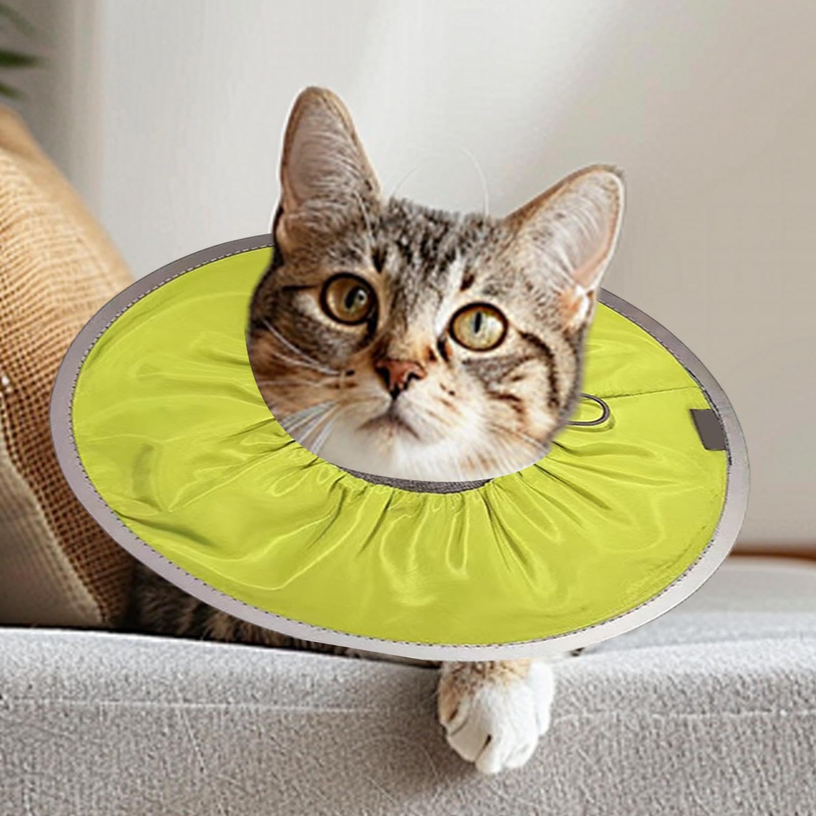 Cono morbido per gatti, collare di recupero per cani Collare a cono per