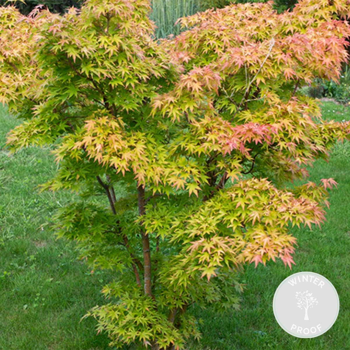 Acer palmatum 'Orange Dream' Érable du Japon Feuillage orange Hauteur 20-30 cm Pot 10,5 cm