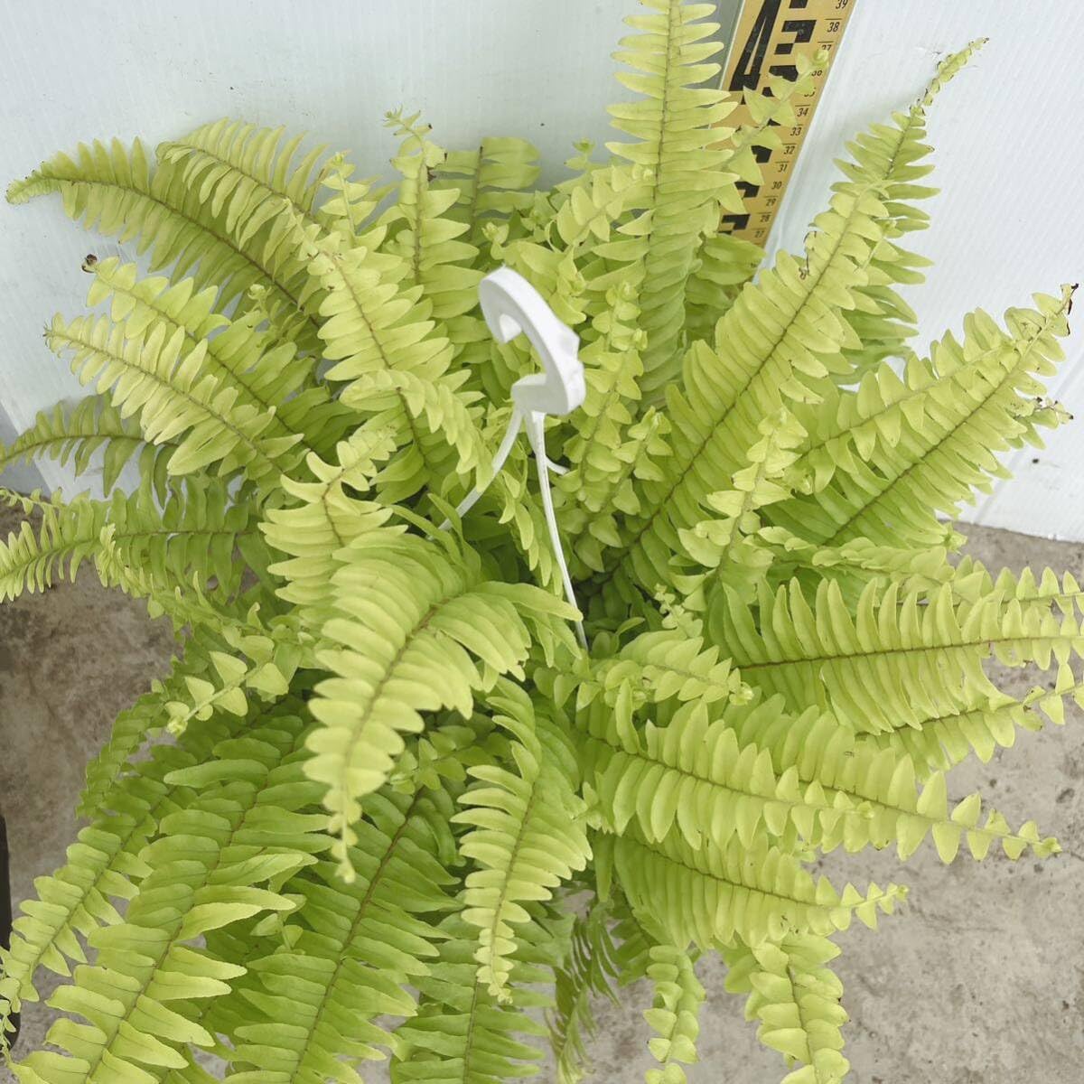 Amazon.co.jp: シダ植物 ネフロレピス斑入り4号吊り鉢ハンギング