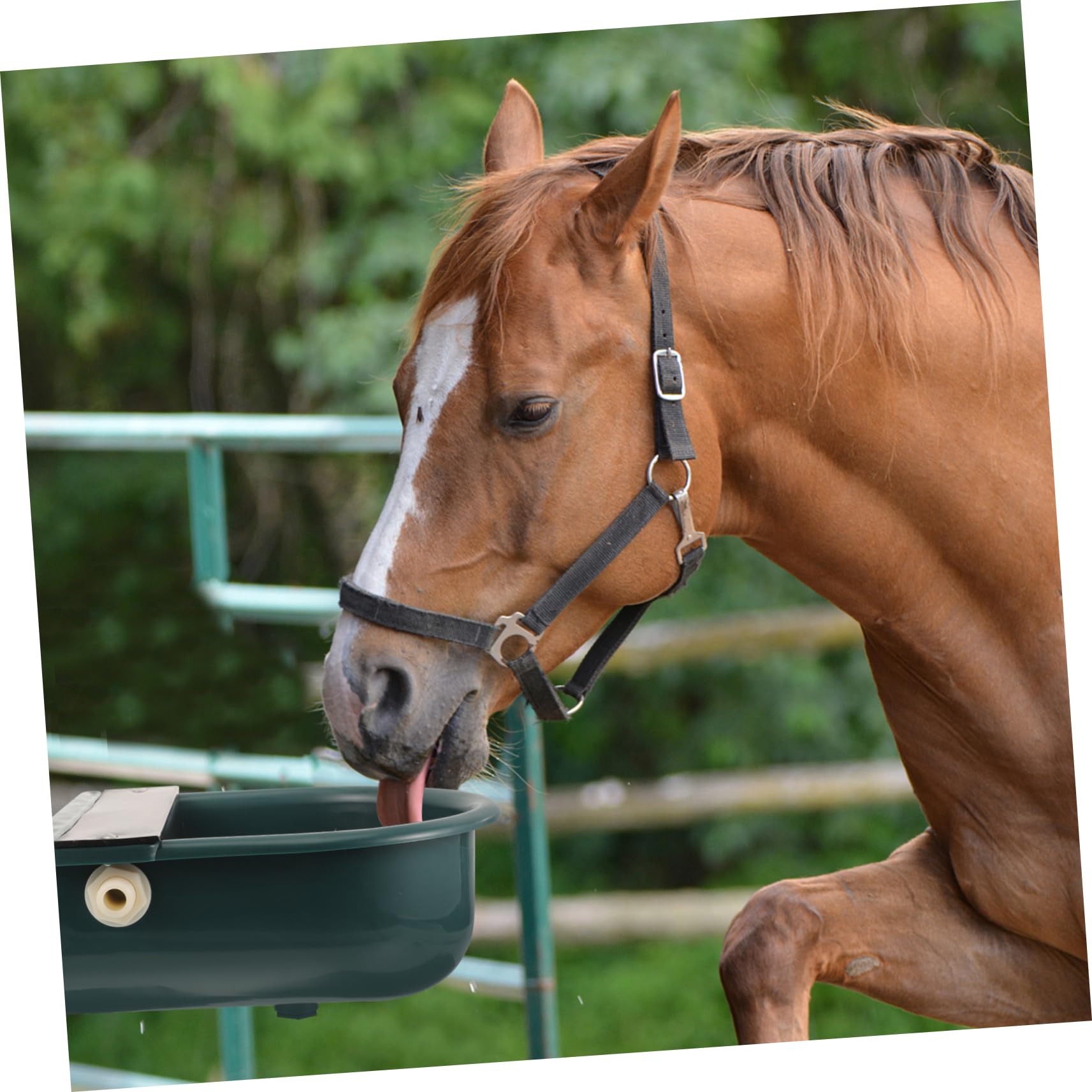 Bebedero Automático Para Caballos Tazón De Agua Flotador Plástico Higiene