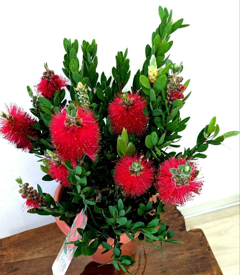 金宝樹 ブラシの木 花付き Amazon｜花付きカリステモン ブラシの木 金宝樹｜観葉植物 オンライン通販