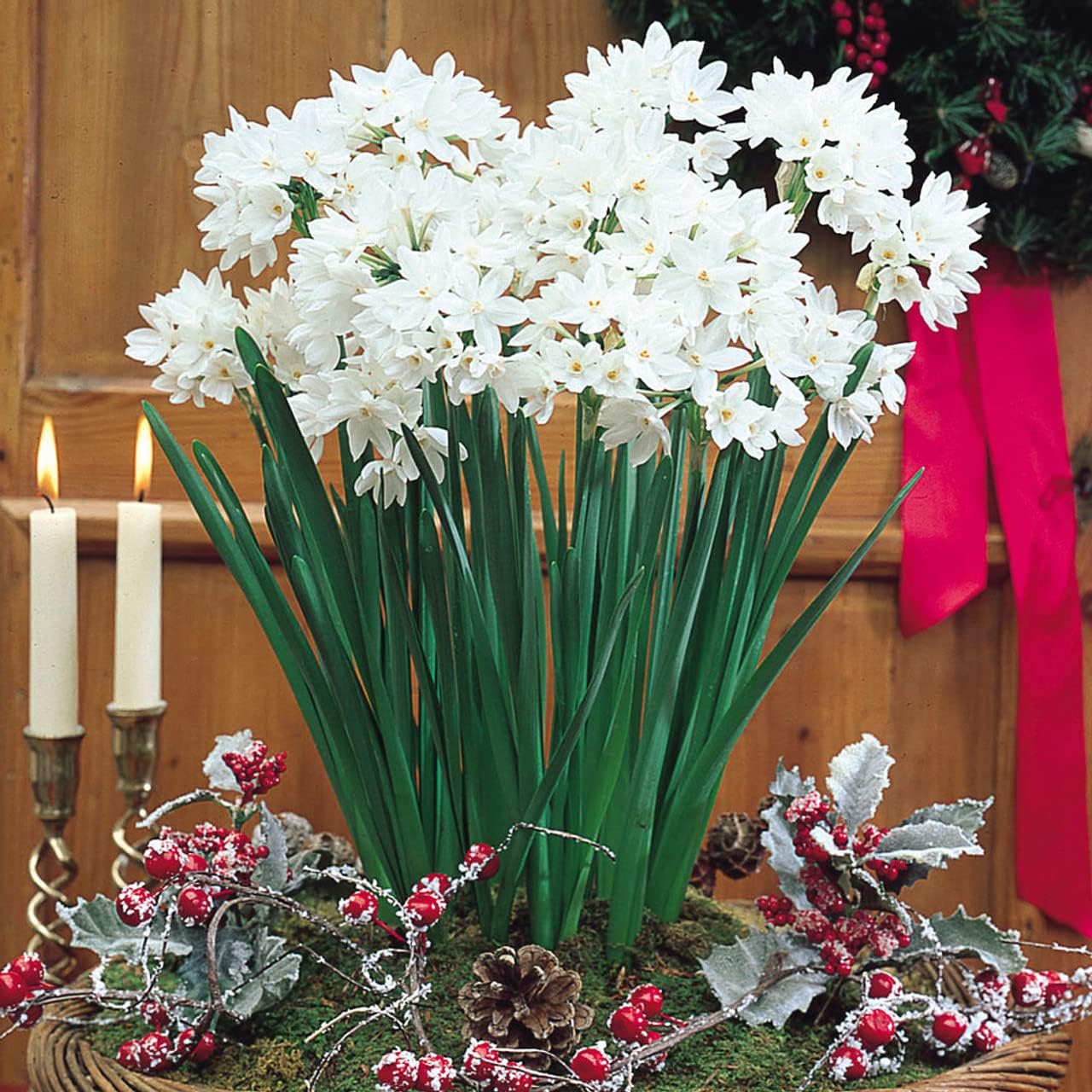 Indoor Flowering Narcissus Paperwhite Ziva - 10 Bulbs - Free P&P
