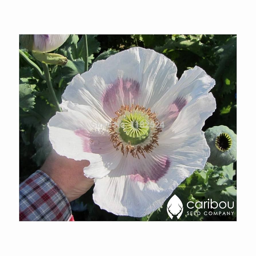 Save 25% PRECIOUS POPPIES by Caribou Seed Company