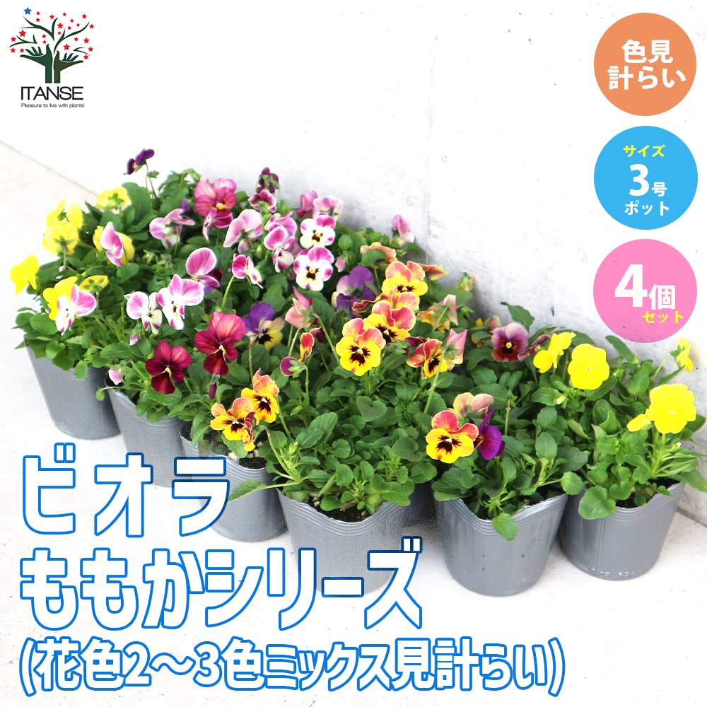 Amazon.co.jp: ビオラ 