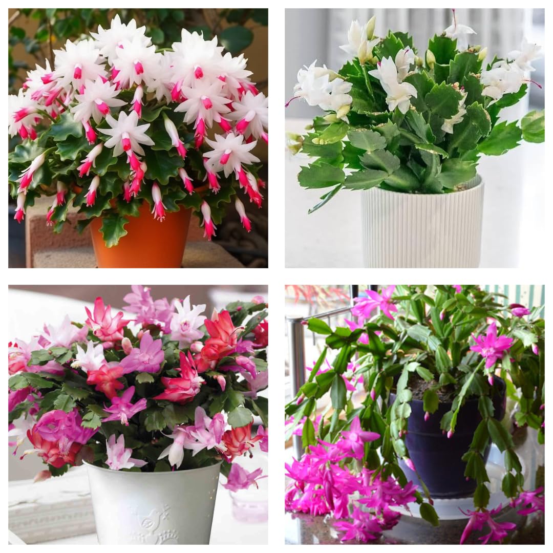 Original & Authentic Christmas Cactus Live Beautifull Plant Combo