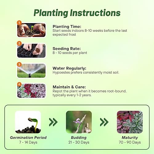 Miniatura 4 de Outsidepride Splash Select - Semillas mixtas de Hypoestes para plantar, 100 semillas perennes de lunares con follaje abigarrado para contenedores,