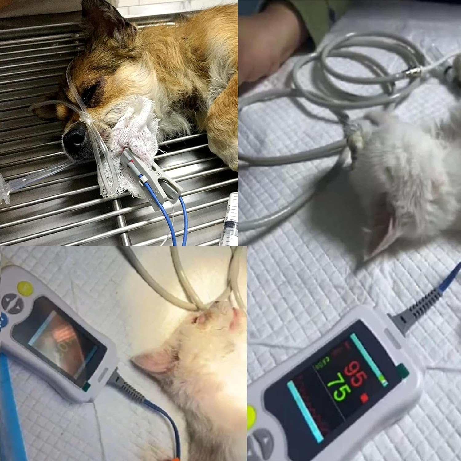 Pulsossimetro Veterinario, Ossimetro Veterinario Portatile, Monitoraggio SpO2 E Frequenza Cardiaca, Con Sensore Orecchio / Lingua E Sonda Di Temperatura, Display Da 2,4 Pollici, Per Gatti, Cani
