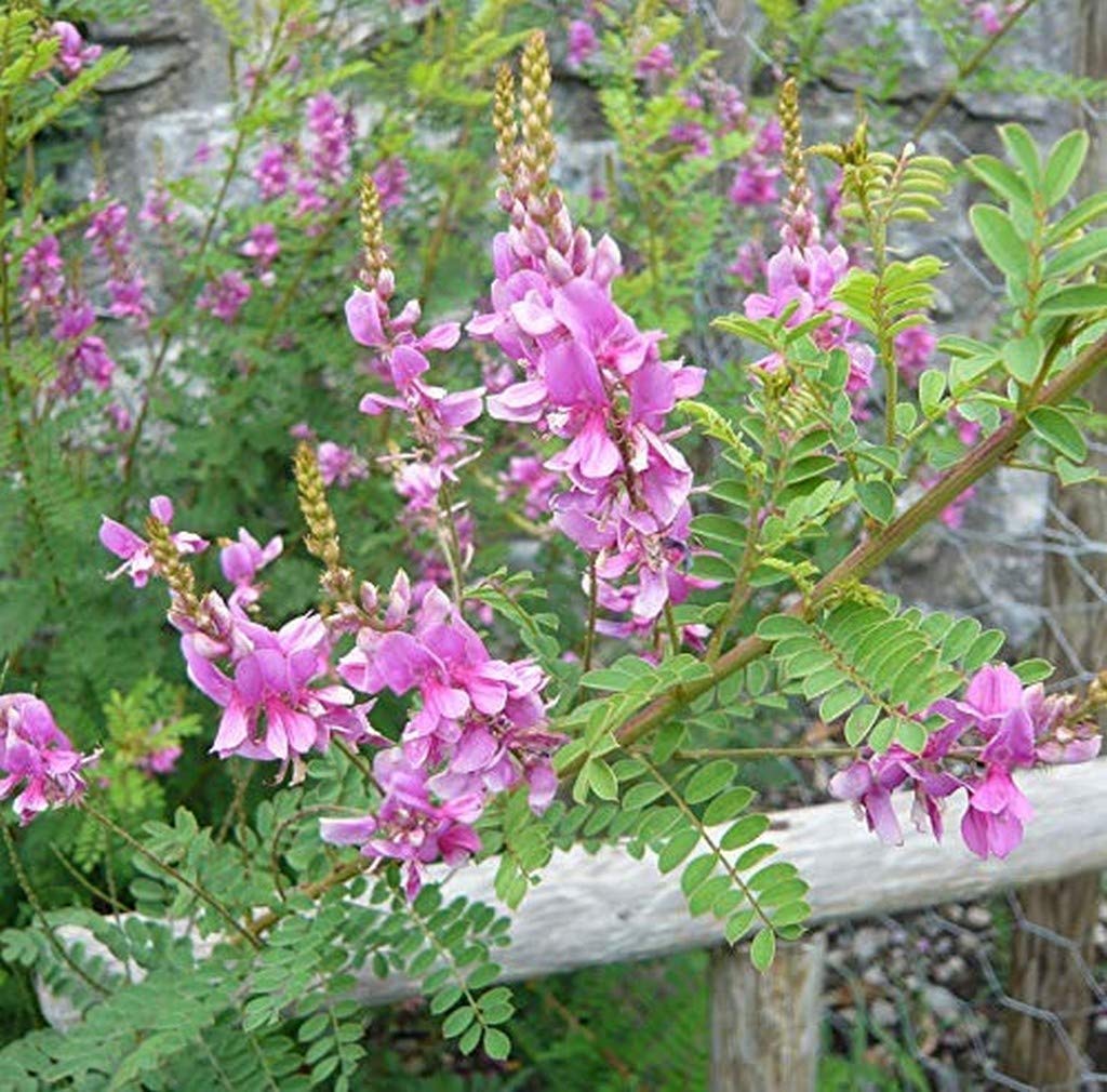 Creative Farmer Gardens Rare True Indigo Neela Amari Indigofera Tinctoria Medicinal 1 Healthy Live Plant (B08P5R2YY8) Amazon Price History, Amazon Price Tracker