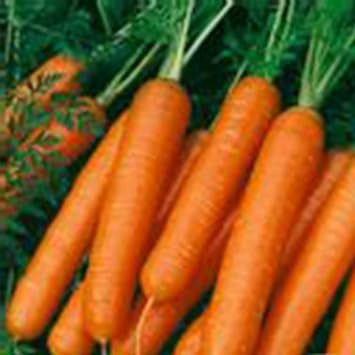Organic Scarlet Nantes Carrot Seed - 1 OZ 18,200 Seeds - Non-GMO, Open Pollinated, Heirloom, Vegetable Gardening Seeds