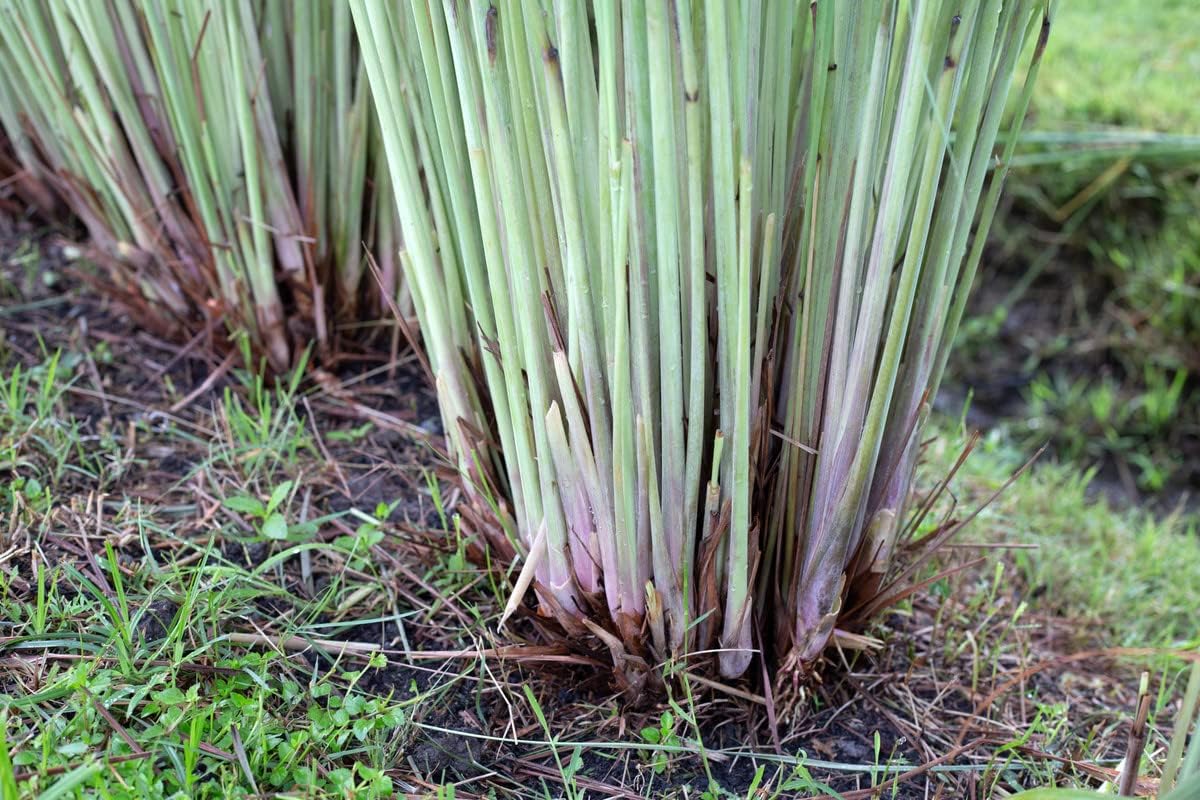 3 Lemongrass Live Plant Lemongrass Rooted Stalks, Lemon