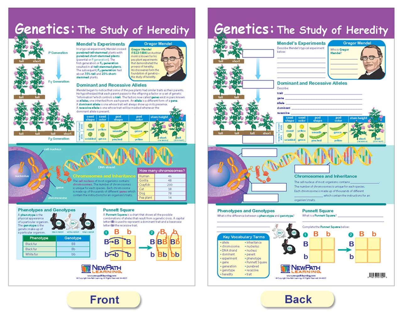 NewPath Learning - 94-7003 Genetics Bulletin Board Chart Set (Pack of 4)