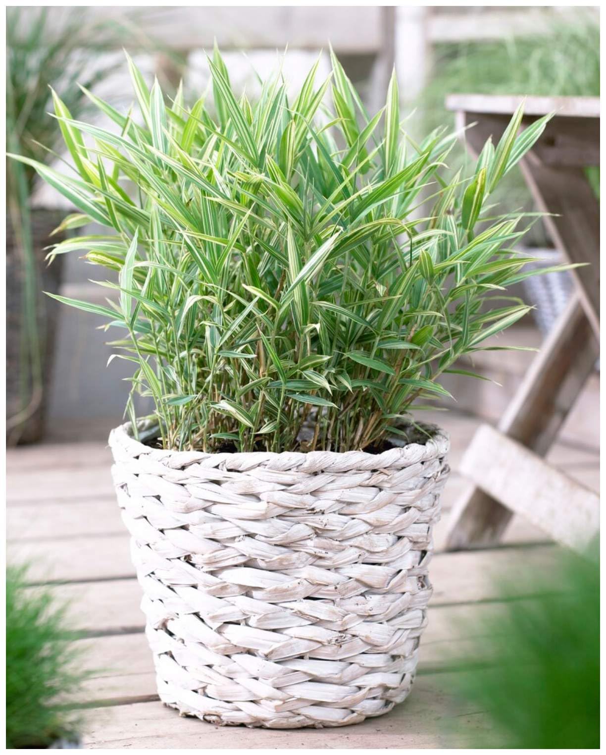 Stauden Gnge 1 x Pleioblastus 'Variegatus' im 1 Liter Topf (Bambus /Ziergras/Grser/Winterhart/Mehrjhrig/Bodendecker/Immergrn) Bunter  Zwergbambus - Gestreifter Bambus fr elegante Akzente : Amazon.de: Garten