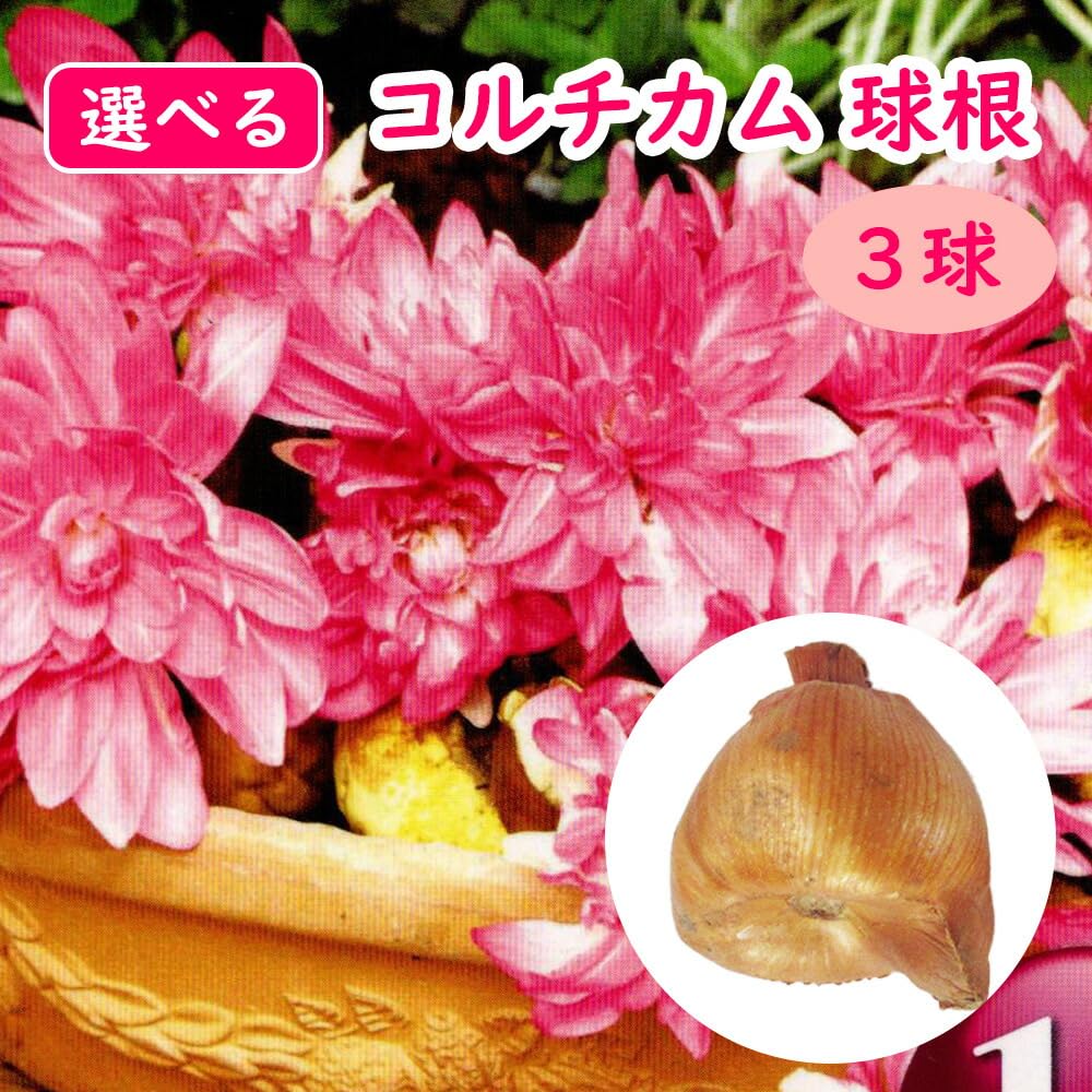 Amazon.co.jp: 「 アネモネ 球根 【モナーク ミックス 20球