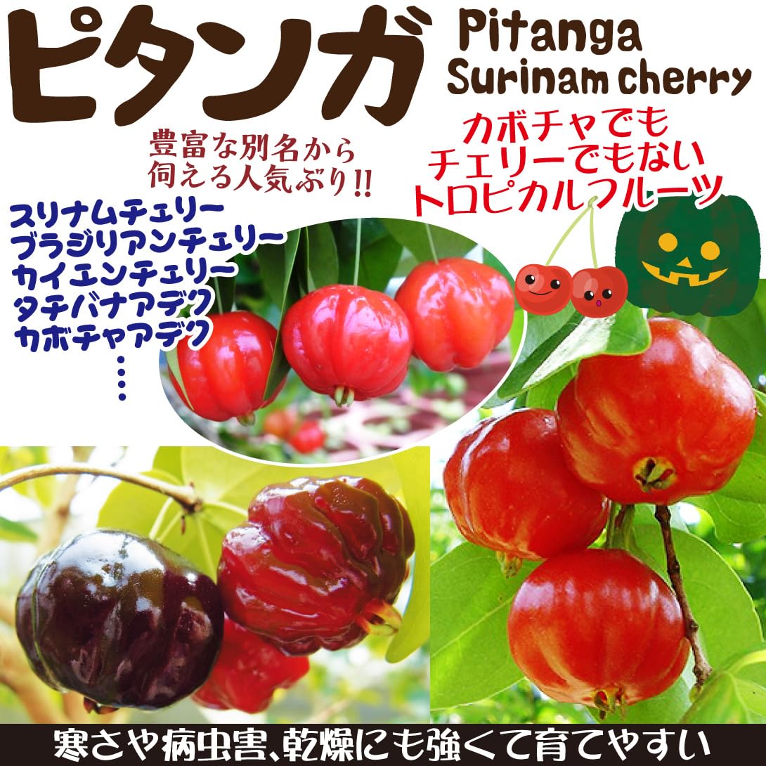 Amazon.co.jp: 果樹苗 ピタンガ ラバー 1株 / 国華園 25年春商品